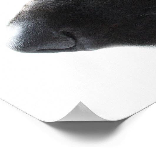 Duits Poster Shepherd (Hoek)