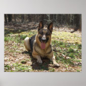 Duits Poster Shepherd (Voorkant)