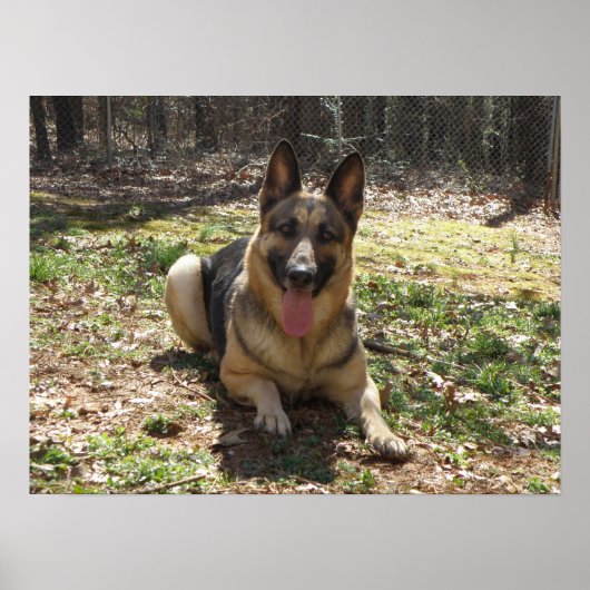 Duits Poster Shepherd (Voorkant)