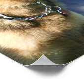 Duits poster Shepherd (Hoek)