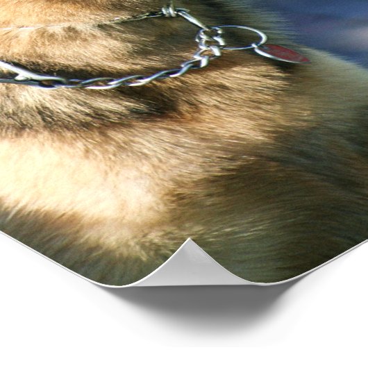 Duits poster Shepherd (Hoek)