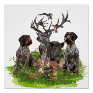 Duits Poster Wirehaire Pointer (GWP)