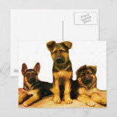 Duits puppy briefkaart (Voorkant / Achterkant)
