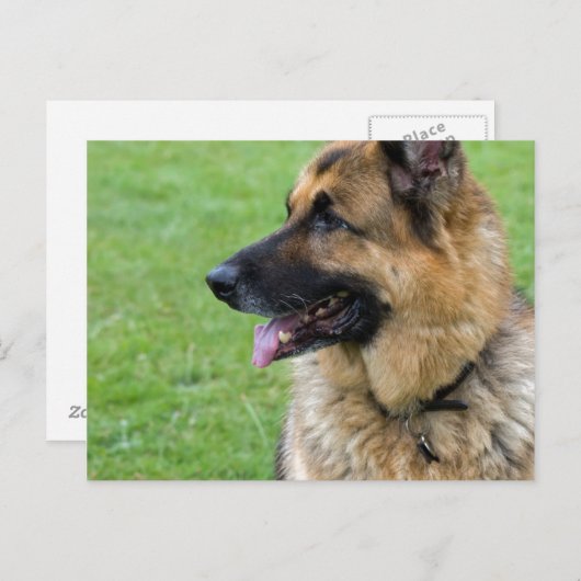 Duits Shepherd Profile Briefkaart (Voorkant / Achterkant)