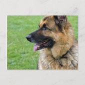 Duits Shepherd Profile Briefkaart (Voorkant)