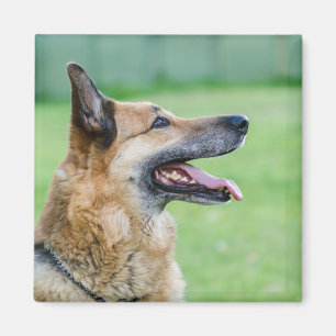 Duits Shepherd Side Portret Magneet