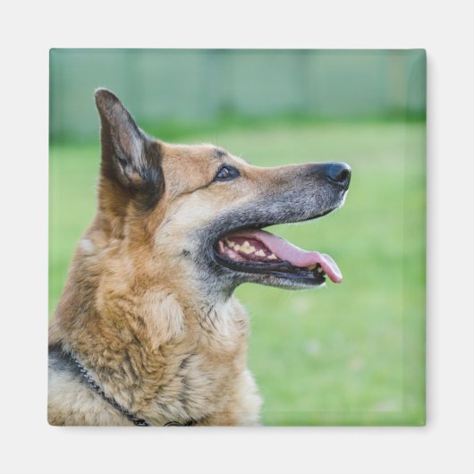 Duits Shepherd Side Portret Magneet (Voorkant)