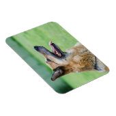 Duits Shepherd Side Portret Magneet (Rechterzijde)