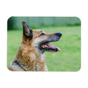 Duits Shepherd Side Portret Magneet