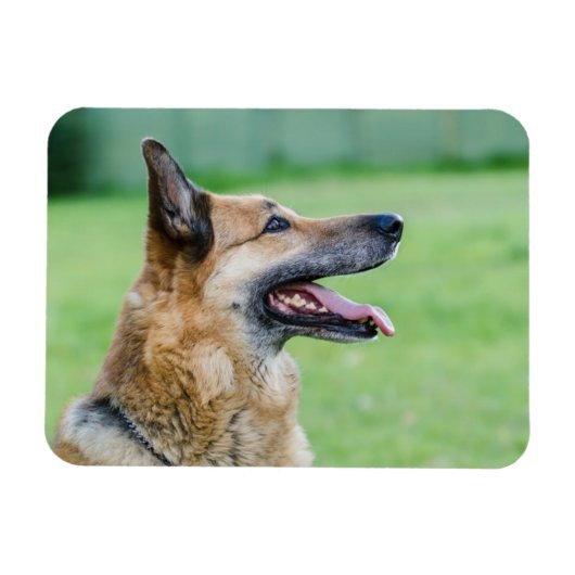 Duits Shepherd Side Portret Magneet (Horizontaal)
