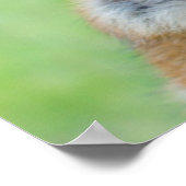 Duits Shepherd Side Portret Poster (Hoek)