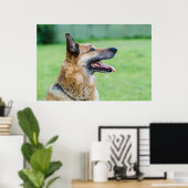 Duits Shepherd Side Portret Poster (Thuiskantoor)