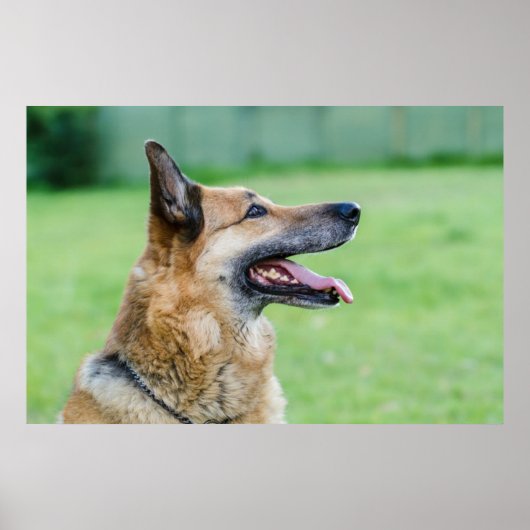 Duits Shepherd Side Portret Poster (Voorkant)