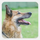 Duits Shepherd Side Portret Vierkante Sticker (Voorkant)