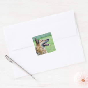 Duits Shepherd Side Portret Vierkante Sticker