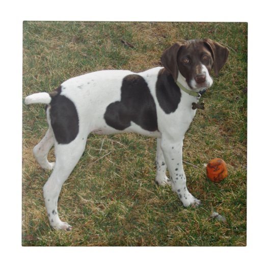 Duits_short_haire_pointer_puppy Tegeltje (Voorkant)