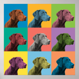 Duits Shorthaired Pointer Pop-Art Poster