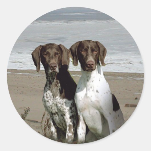 Duits Shorthaired Pointer Sticker (Voorkant)