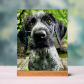 Duits Wirehaired Pointer Puppy Acryl Bord (Neutraal)
