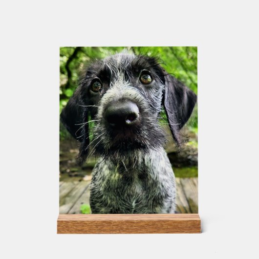 Duits Wirehaired Pointer Puppy Acryl Bord (Voorkant)