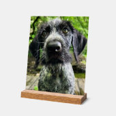 Duits Wirehaired Pointer Puppy Acryl Bord (Hoek)
