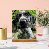 Duits Wirehaired Pointer Puppy Acryl Bord (Huwelijk)
