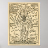  Duitse anatomie Afdruk van Botten Skelet Poster (Voorkant)