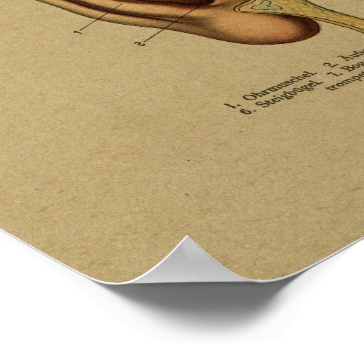  Duitse Anatomie Ear Print (Hoek)