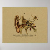  Duitse Anatomie Ear Print (Voorkant)