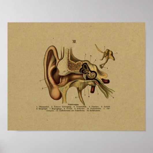  Duitse Anatomie Ear Print (Voorkant)