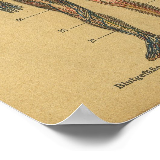  Duitse anatomie Print Arteries Nerves (Hoek)