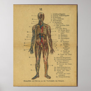 Duitse anatomie Print Arteries Nerves