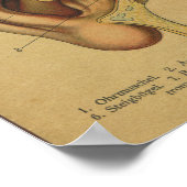  Duitse Anatomie Print Ear (Hoek)