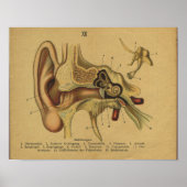  Duitse Anatomie Print Ear (Voorkant)