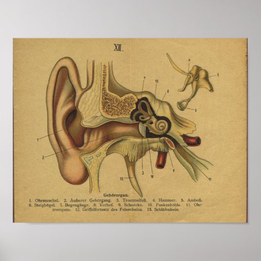  Duitse Anatomie Print Ear (Voorkant)