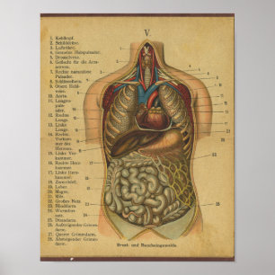  Duitse anatomie Print interne organen