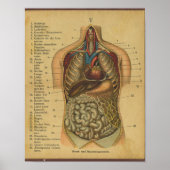  Duitse anatomie Print interne organen (Voorkant)