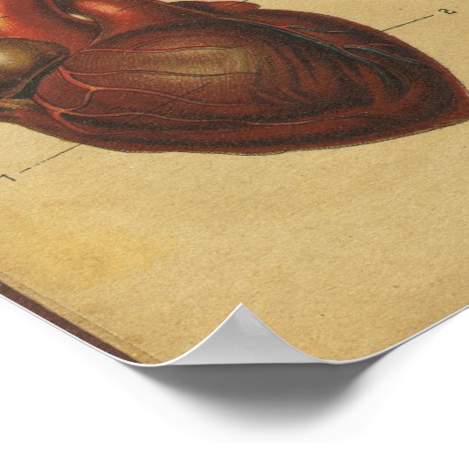  Duitse anatomie Print interne organen (Hoek)