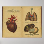  Duitse anatomie Print interne organen (Voorkant)