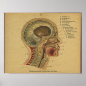  Duitse anatomie printkop nek Poster (Voorkant)