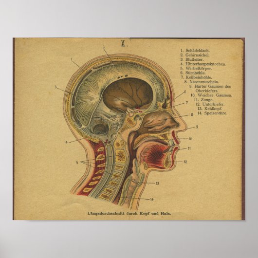  Duitse anatomie printkop nek Poster (Voorkant)