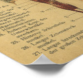  Duitse anatomie printspieren Poster (Hoek)