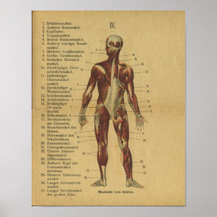  Duitse anatomie printspieren Poster