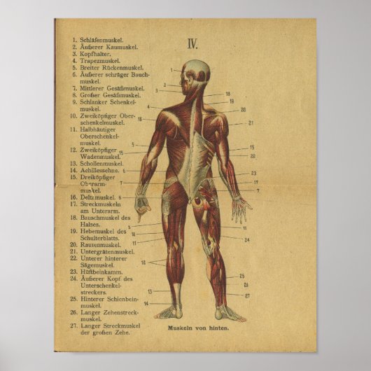  Duitse anatomie printspieren Poster (Voorkant)
