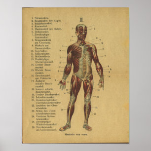  Duitse anatomie printspieren Poster