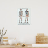 Duitse anatomiegrafiek Poster (Keuken)