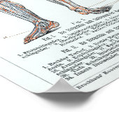 Duitse anatomiegrafiek Poster (Hoek)