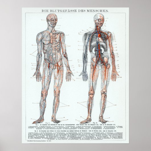 Duitse anatomiegrafiek Poster (Voorkant)