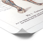  Duitse anatomiegrafiek Poster (Hoek)