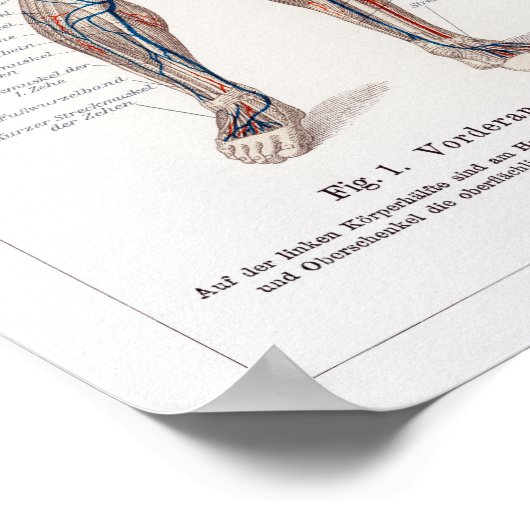  Duitse anatomiegrafiek Poster (Hoek)